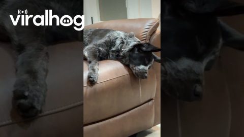Dog's Drool Drip Reaches Toward Floor || ViralHog