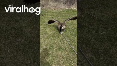 Ornery Geese Won't Let Golfers Get Their Stuff || ViralHog