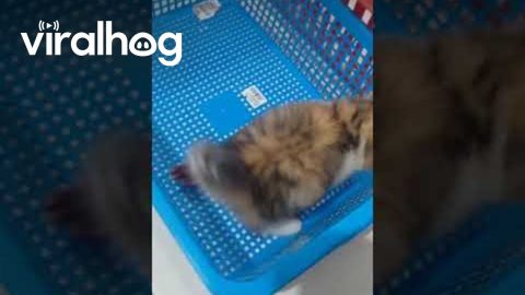 Baby Cat Playing With Baby Conure || ViralHog