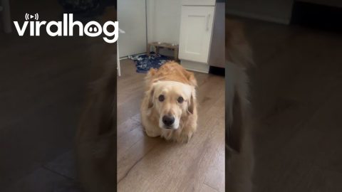 Golden Retriever In Loaf Form || ViralHog