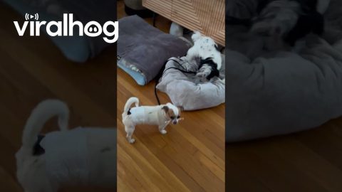 Puppy Tries To Pull Friend Back For Play || ViralHog