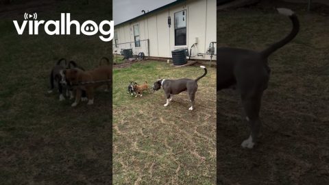 Dog Dad Teaching His Pups to Tug-O-War || ViralHog