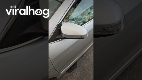 Car Filled To Brim With Filthy Garbage || ViralHog