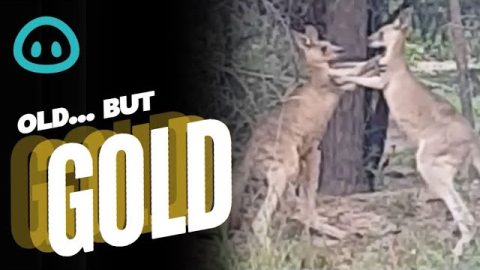 Funny Wat To Break Up a Kangaroo Brawl || ViralHog