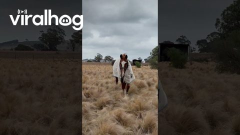 When Your Horse Is Overjoyed to See You || ViralHog