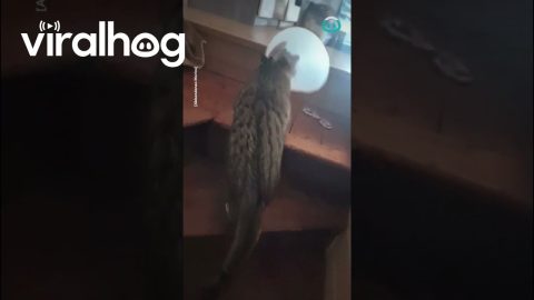 Cat In Cone Of Shame vs Stairs || ViralHog
