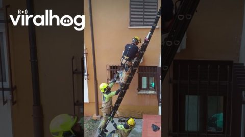 Firefighters Rescue Feisty Cat || ViralHog