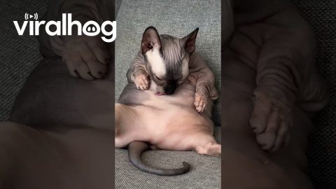 Sphynx Cat ASMR || ViralHog