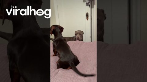 Older Dog Stoically Stares At Energetic Puppy || ViralHog
