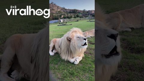 White Lions Roar Together || ViralHog