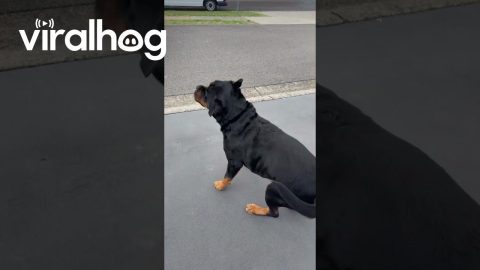 Dog Excited for the Beach || ViralHog