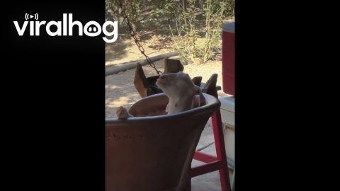 Goat Relaxes On Patio Chair || ViralHog