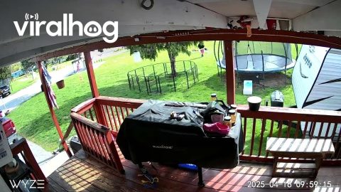 Huskies Trip Owner With Long Leashes || ViralHog