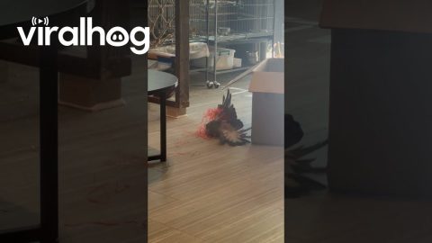 Galah Cockatoo Playing in Easter Grass || ViralHog