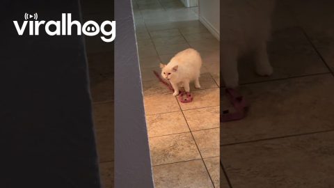 Cat Wants to Go on a Walk || ViralHog