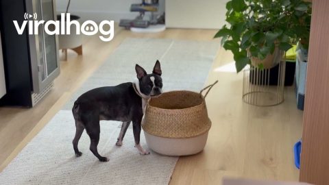 My Boston at Peak Derp || ViralHog