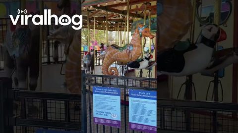 Daughter Not Impressed With Carousel Ride || ViralHog