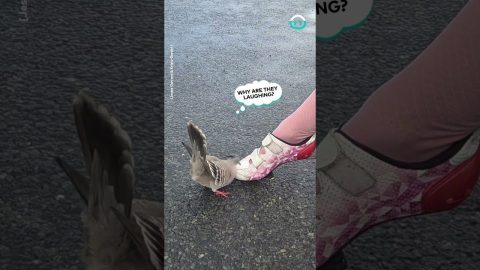 Lovestruck Pigeon Courts Cyclist's Shoe || ViralHog