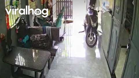 Woman Dodges Cobra || ViralHog