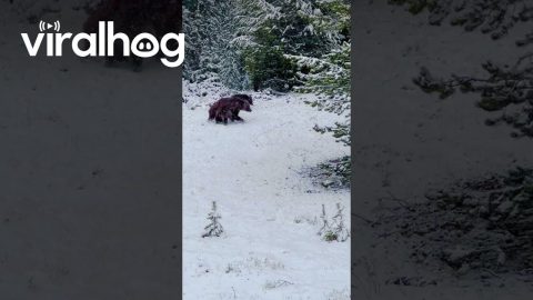 Bear Family Romps Through Yellowstone Snow || ViralHog