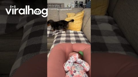 Dachshund Desperate To Play Fetch With Newborn || ViralHog