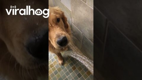 Difference Between My Golden Retriever and German Shepherd || ViralHog