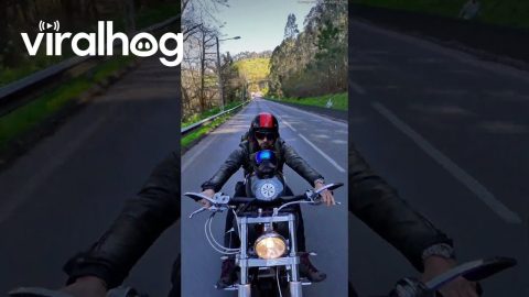 Adventurous Pup Enjoying Motorcycle Ride || ViralHog