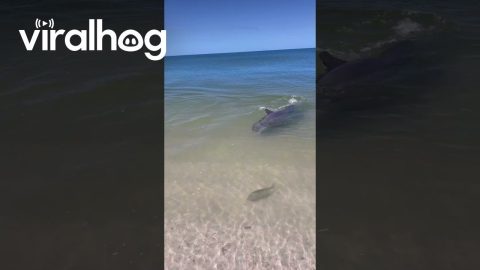 Dolphin Encounter During Morning Beach Walk || ViralHog