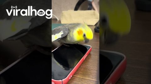 Cockatiel Taps Beak On Phone Screen || ViralHog