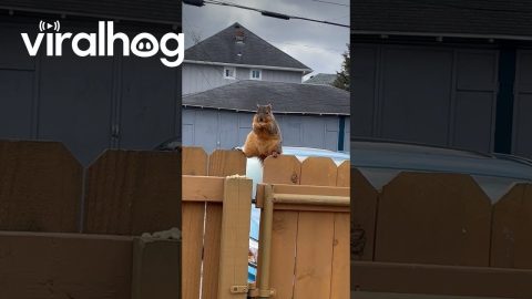 A Squirrely Snackrobat || ViralHog
