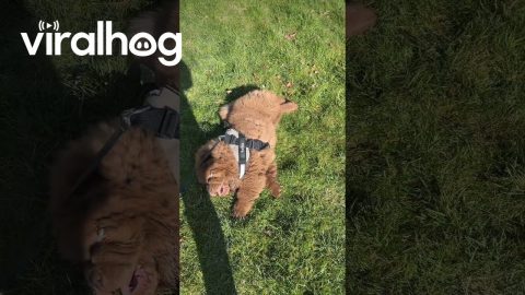 Lazy Dog Flops Down For Mid-Walk Nap || ViralHog