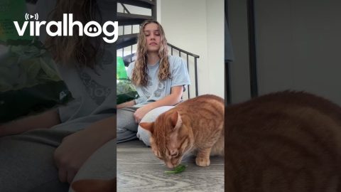 Orange Cat Likes Eating Spinach Leaves || ViralHog