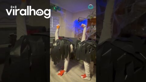Clever Ostrich Costumes || ViralHog