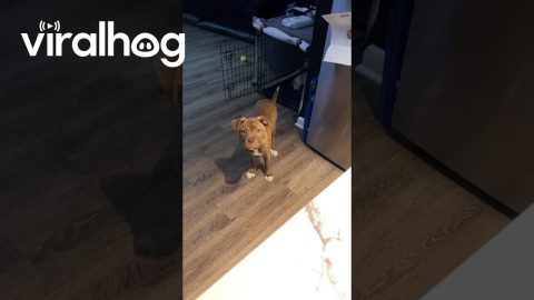 Pup Begs Your Pardon Over Hungry Comment || ViralHog