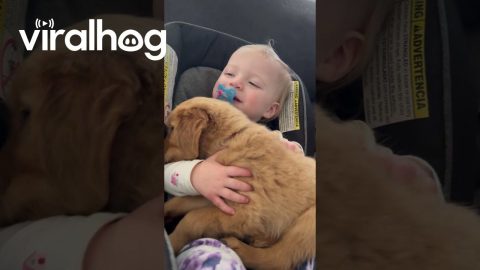 Squishy Hands Snuggle Golden Puppy || ViralHog