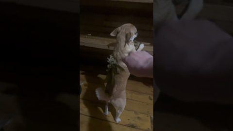 Chihuahua at the Sauna || ViralHog