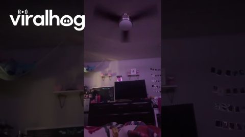 San Diego Earthquake Rattles Room || ViralHog