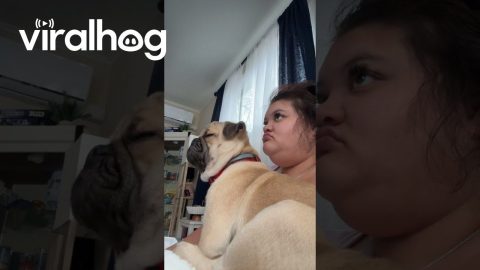 Owner Shares Side Profile With Pet Pug || ViralHog