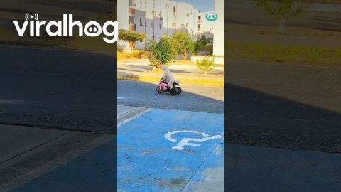 Pup Rides on Three Wheeler || ViralHog