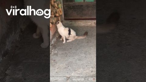Baby Opossum Hitching a Ride || ViralHog