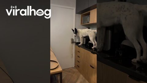 Clever Dog Jumps On Counter To Open Door || ViralHog