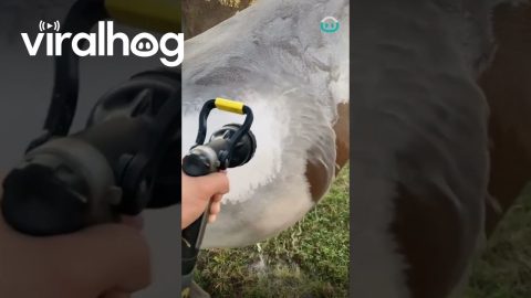 Spraying Dirty Horse Clean Is Very Satisfying || ViralHog