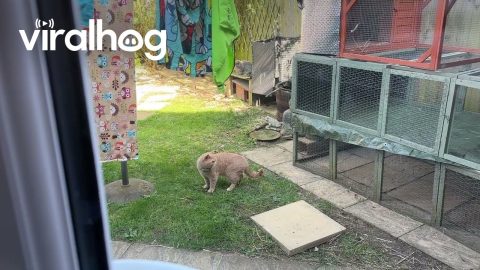 Bunny Chases Off Cat || ViralHog