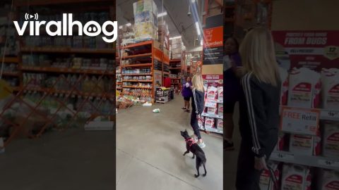 Pallet of Products Fall From Top Shelf || ViralHog