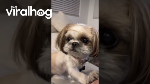 Shaking Shih Tzu || ViralHog