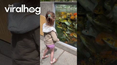 Apparently Koi Fish Compliment || ViralHog