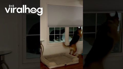 Quiet Night at Home Interrupted by Bear at Window || ViralHog