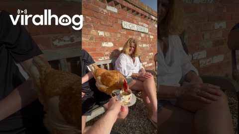 Distinguished Chicken at Tea Time || ViralHog