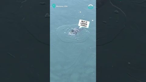Otter Pops Through Thin Ice || ViralHog