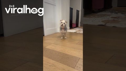 Walk Trumps Food || ViralHog